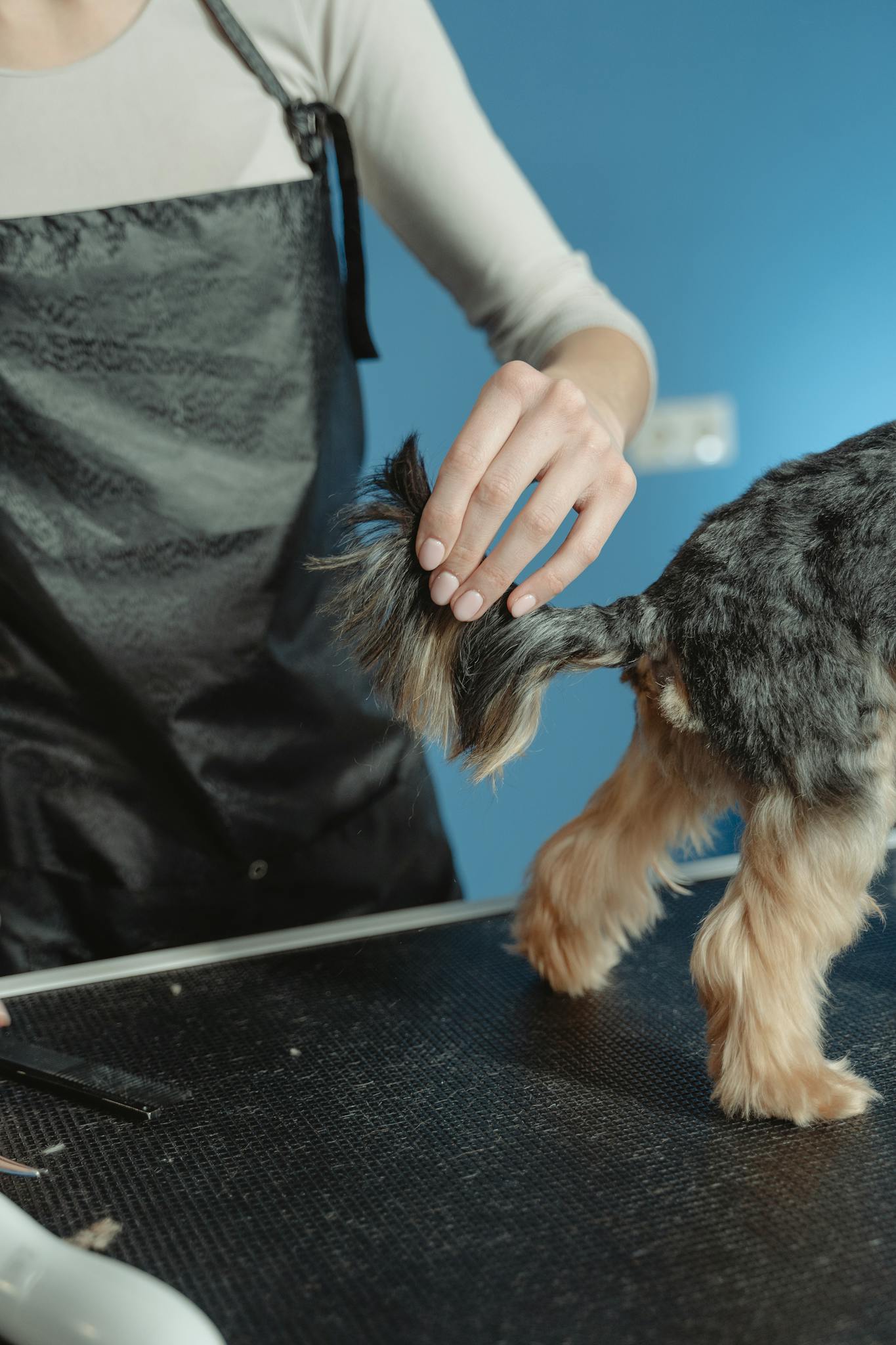 A professional groomer tending to a terrier's coat in a pet grooming salon.