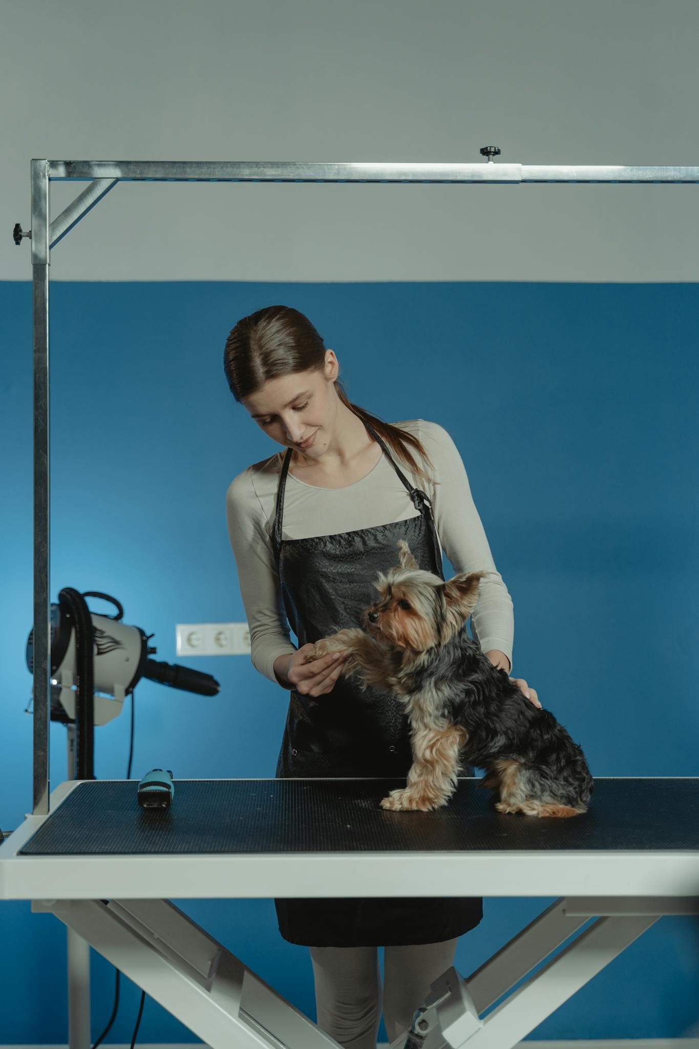 Woman grooming Yorkshire Terrier in pet salon. Focused on care and hygiene.
